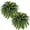 66 fronds - 2 Stem, variant on Large Artificial Ferns for Outdoor 51"   Fern 66 Fronds Faux Ferns  Silk Greenery for Indoors  Garden Porch Windowsill Decor (2 Stem)