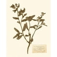 thumbnail image 2 of Vision Studio 20x24 White Modern Wood Framed Museum Art Print Titled - Pressed Flower Study III, 2 of 4