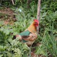thumbnail image 4 of Guardurnaity Delantal para gallinas, resistente y duradero, ajustable, fácil de poner. Prendas para la parte inferior del cuerpo No.3, 4 of 5