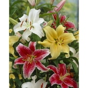 Van Zyverden Lilies Oriental Fragrant Blend Set of 9 Bulbs Multicolor Partial Sun Perennial Easy to Grow 2 lbs