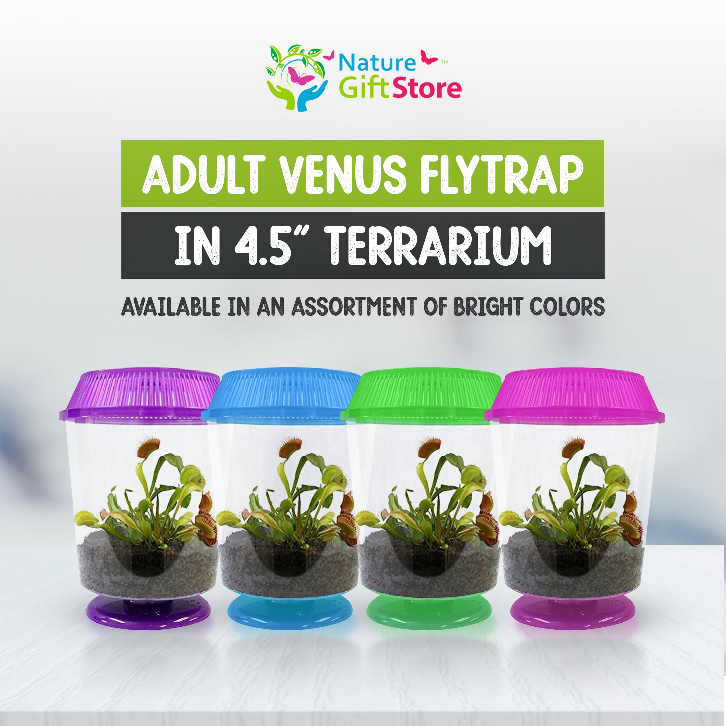 Venus Fly Trap Live Plant with Assorted Color 4.5” Terrarium +Carnivorous Plant Soil and Live Venus Flytrap