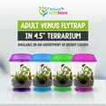 thumbnail image 2 of Venus Fly Trap Live Plant with Assorted Color 4.5” Terrarium +Carnivorous Plant Soil and Live Venus Flytrap, 2 of 8
