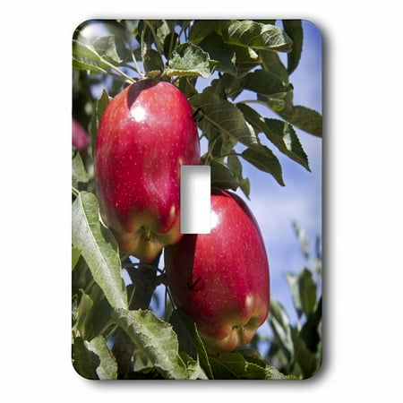 3dRose Red Delicious apples, agriculture, Idaho - US13 DFR1143 - David R. Frazier, 2 Plug Outlet Cover