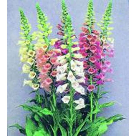 Foxglove Mix Digitalis Purpurea Nice Garden Flower Seeds by Seed Kingdom (50,000 Seeds)