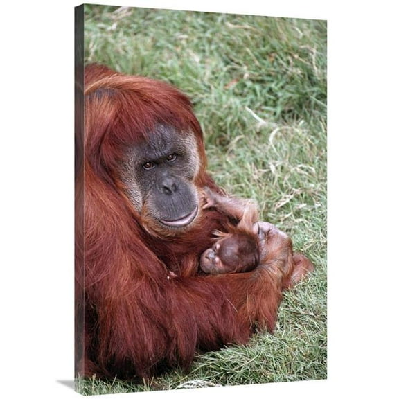 24 x 36 in. Sumatran Orangutan Mother Holding Baby, Native to Sumatra Art Print - San Diego Zoo