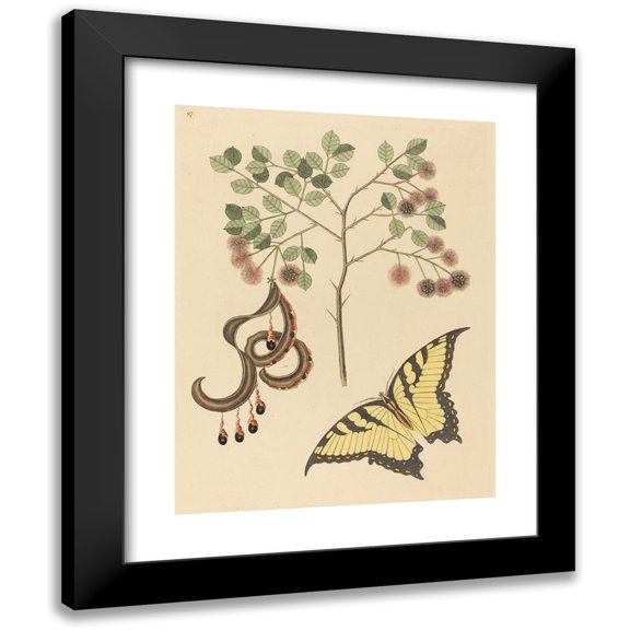 Mark Catesby 12x14 Black Modern Framed Museum Art Print Titled - Cat's Claw (Mimosa Circinalin) (1731-1743)