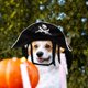 thumbnail image 3 of Delicate Pirate Design Hat Pet Decoration Costume for Halloween Party, 3 of 3