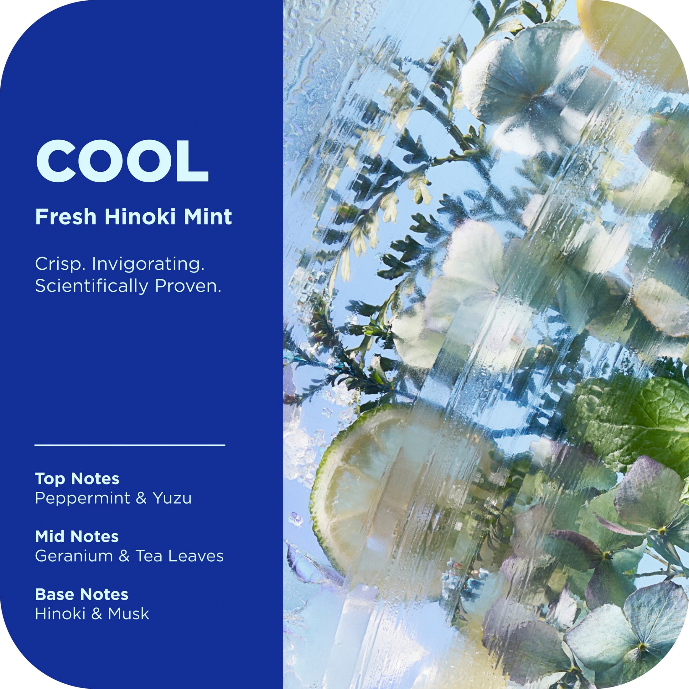 OLLY Body Wash Infused with Arnica & Vitamin B12 Cool Mood + Skin Hydrates & Cools Skin 17 FL oz