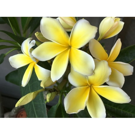 Yellow Plumeria (Frangipani) Plant Cutting (Best Plants To Take Cuttings From)