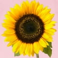 thumbnail image 3 of CafePress - Sunflower T Shirt - Infant T-Shirt, 3 of 4