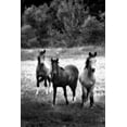 thumbnail image 2 of Hausenflock, Alan 13x18 Black Ornate Wood Framed with Double Matting Museum Art Print Titled - The Horses Three II, 2 of 4