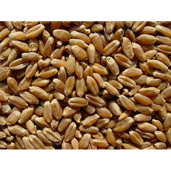 Hard Red Wheat Berries