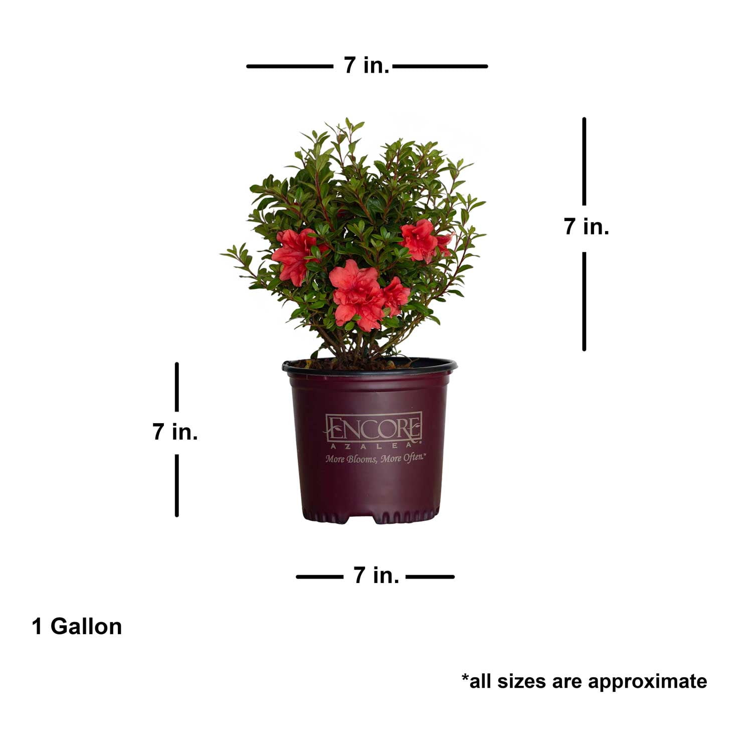 Encore Azalea Autumn Princess (1 Gallon) Salmon Pink Flowering Shrub - Full Sun Live Outdoor Plant