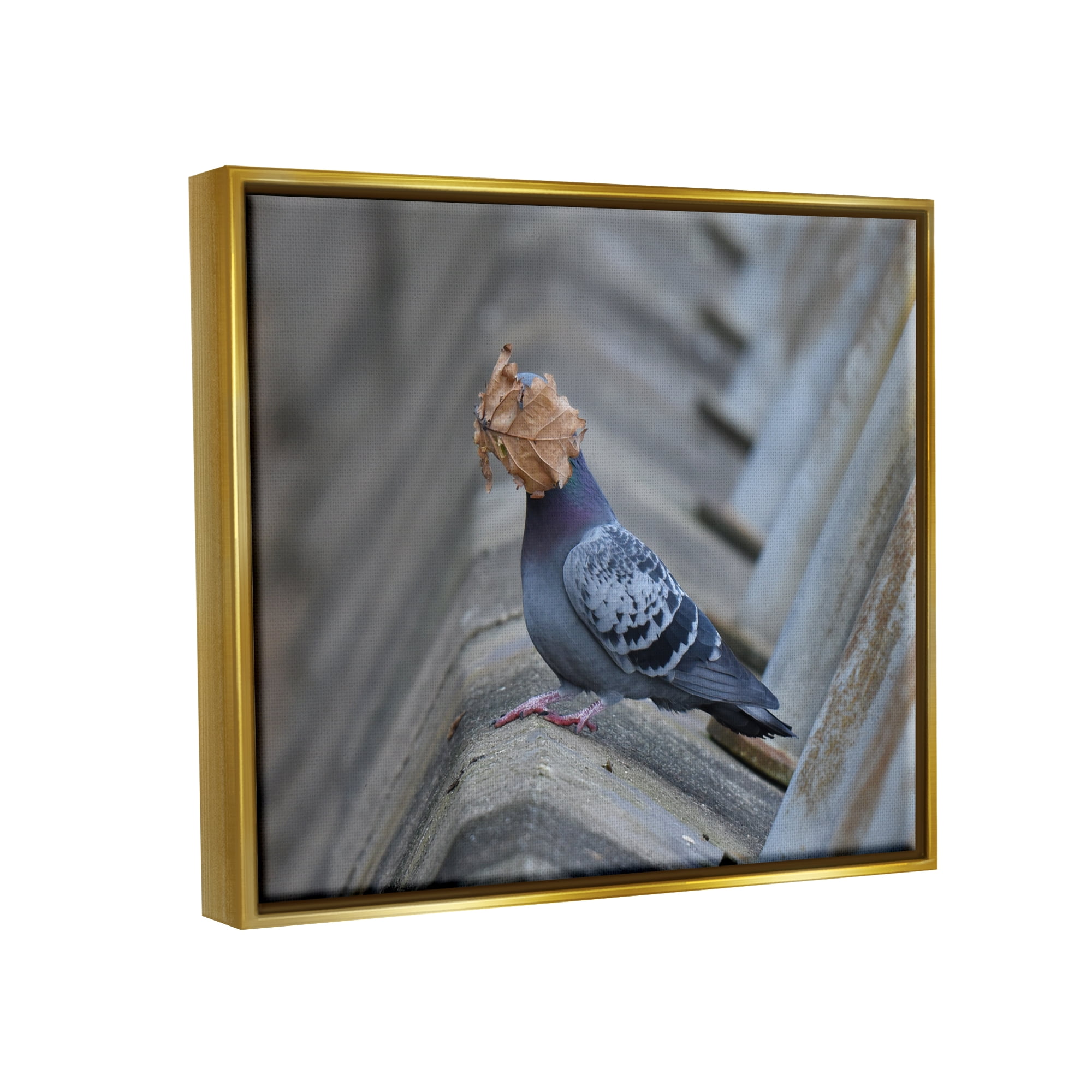 Stupell Industries Funny Leaf in Pigeon's Face Animals & Insects Photography Gold Floater Framed Canvas Art Print Wall Art, 21 x 17