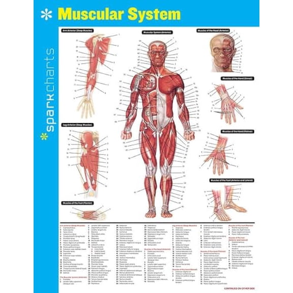 Pre-Owned Muscular System SparkCharts, 9781411470576, 1411470575, Paperback, Reprint edition