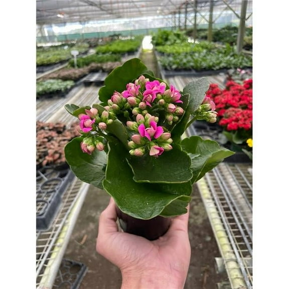 House Plant Dropship 4-KALANCHOE-PINK 4 in. Pot Kalanchoe Plant, Pink