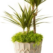 ProFlora Preserved Spanish Moss, True Green, 150 Cu in 12.75, and 8.75