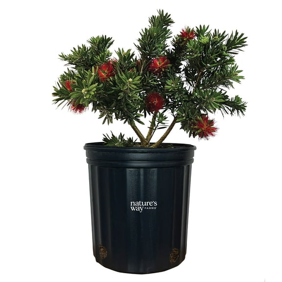 Nature’s Way Farms Bottlebrush Little John Flowering Outdoor Live Plant (25-30 in. Tall) in Grower Pot
