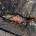 thumbnail image 3 of (6 pack) Ozark Trail 3/8 oz Fire Tiger Inline Spinner Fishing Lure for Bass and Trout, 3 of 4