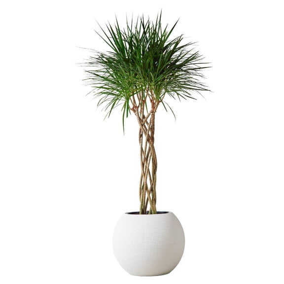Dragon Tree–Open Weave Braid–Elegant indoor plant  12" Pot