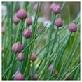 thumbnail image 4 of Everwilde Farms - 500 Organic Chives Herb Seeds - Gold Vault Jumbo Bulk Seed Packet, 4 of 5