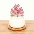 thumbnail image 3 of Succulente Réaliste pour des Aménagements Intérieurs Stylés, 3 of 3