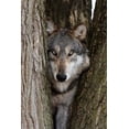 thumbnail image 2 of Wolf Canis Lupus Wall Mural by Wallmonkeys Peel and Stick Graphic (18 in H x 12 in W) WM205842, 2 of 4