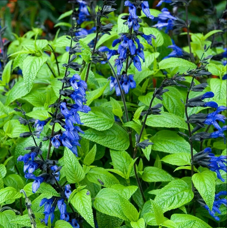 Pack of 3 Black and Blue Salvia Live Starter Plants, Tender Perennial Herb Attract Hummingbirds Plant, 3 to 6 Inch Tall, No Ship Pot