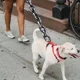 thumbnail image 3 of [ Correas De Cadena For Perros Correas De Cadena For Perros, 3 of 8