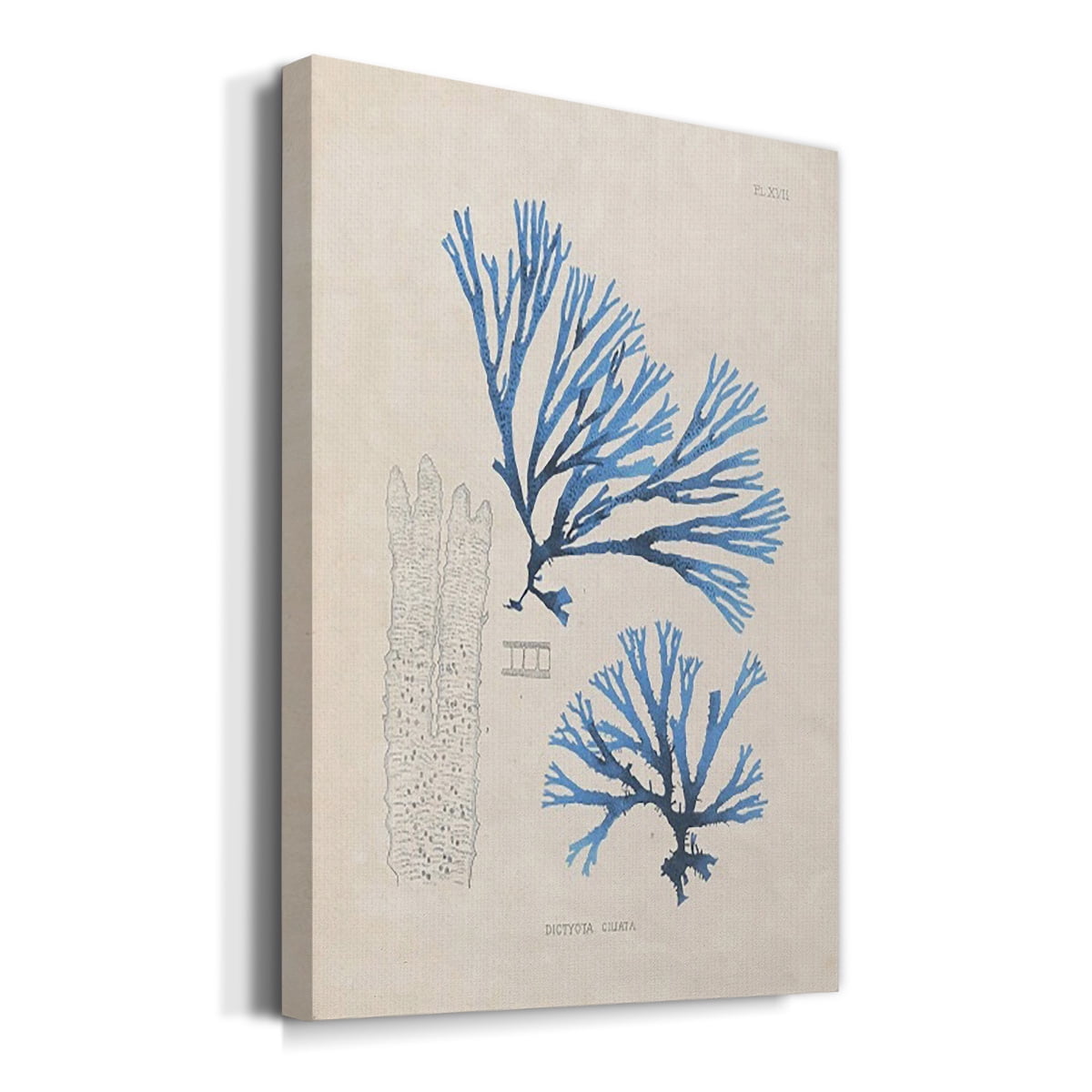 Blue Marine Algae V Premium Gallery Wrapped Canvas - Ready to Hang