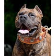 thumbnail image 3 of The Bestia "Eros" Brown Leather Dog Collar for Large Dog Breeds, 3 of 4