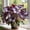 B, variant on Butterfly Flower Hostas Cultivation Granules,Bloom Year After Year-(Non-Artificial)-Fast Growing,Home Decoration-Beautiful Gift Garden-Ornamental-Premium Garden Stakes