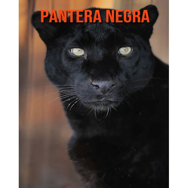 Pantera negra : Imágenes asombrosas y datos curiosos (Paperback) -  