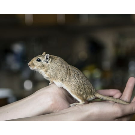 LAMINATED POSTER Animal Small Hands Pet Rodent Gerbil Mammal Poster Print 24 x