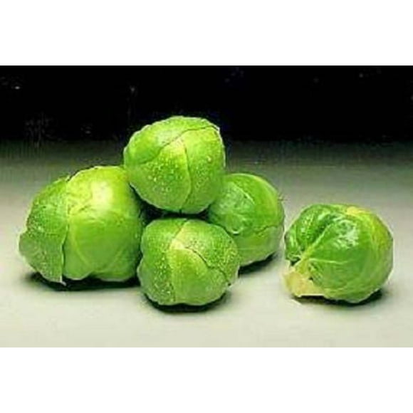 1000 Long Island IMPROVED BRUSSEL SPROUTS Brassica Oleracea Gemmifera Vegetable Seeds