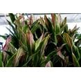 thumbnail image 4 of Cordyline Sherbert Ti Plant - Live Plant in an 10 Inch Growers Pot - Cordyline Fruticosa 'Sherbert' - Beautiful Indoor Outdoor Air Purifying Houseplant, 4 of 5