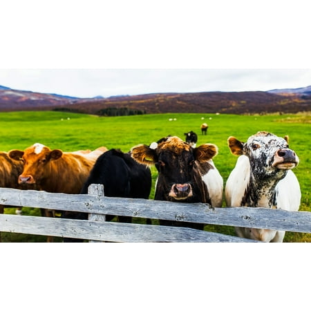LAMINATED POSTER Cattle Meadow Field Iceland Panorama Cows Fence Poster Print 24 x (Best Field Fence For Cattle)