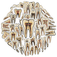 thumbnail image 2 of Realistic Tooth Anatomy Stickers, Waterproof Tooth Anatomy Sticker for Water Bottle Laptop Phone Cases Planner Skateboard Luggage Helmet Party Favor Decor, Ideal for Adults Teens Teacher Rewards, 2 of 9