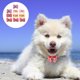 thumbnail image 1 of BRIGHTFUFU 10Ud Accesorios Para De Perro Con Lazo Mate Duraderos Y Chic Para Mascotas, 1 of 5