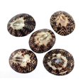 thumbnail image 1 of PEPPERLONELY 5PC Polished Brown Oval Limpet Sea Shells 2 Inch 212 Inch, 1 of 6