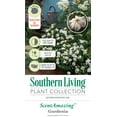 thumbnail image 5 of Southern Living Scentamazing Gardenia Live Shrub in 2-Gallon Grower Pot, 5 of 7