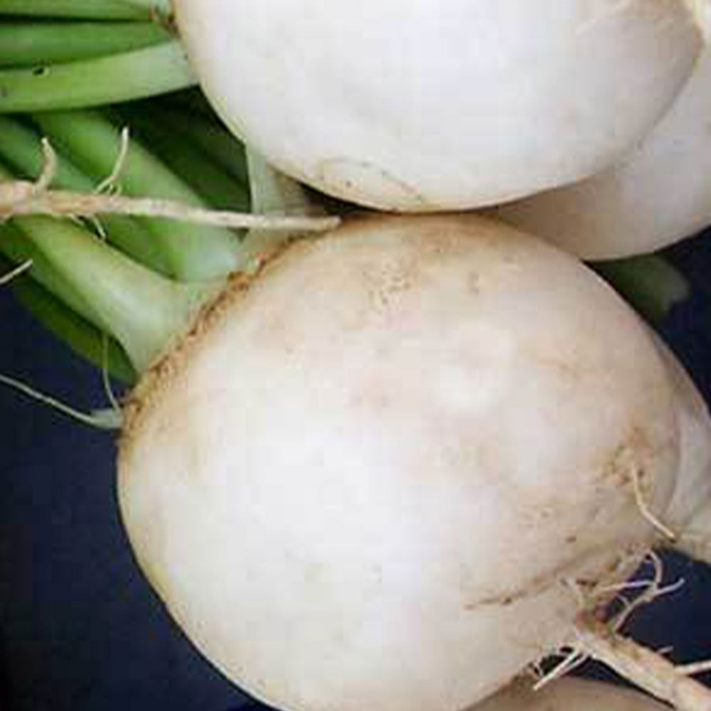 Shogoin Turnip Seeds 2 g 650 Seeds Heirloom, Open Pollinated, Non