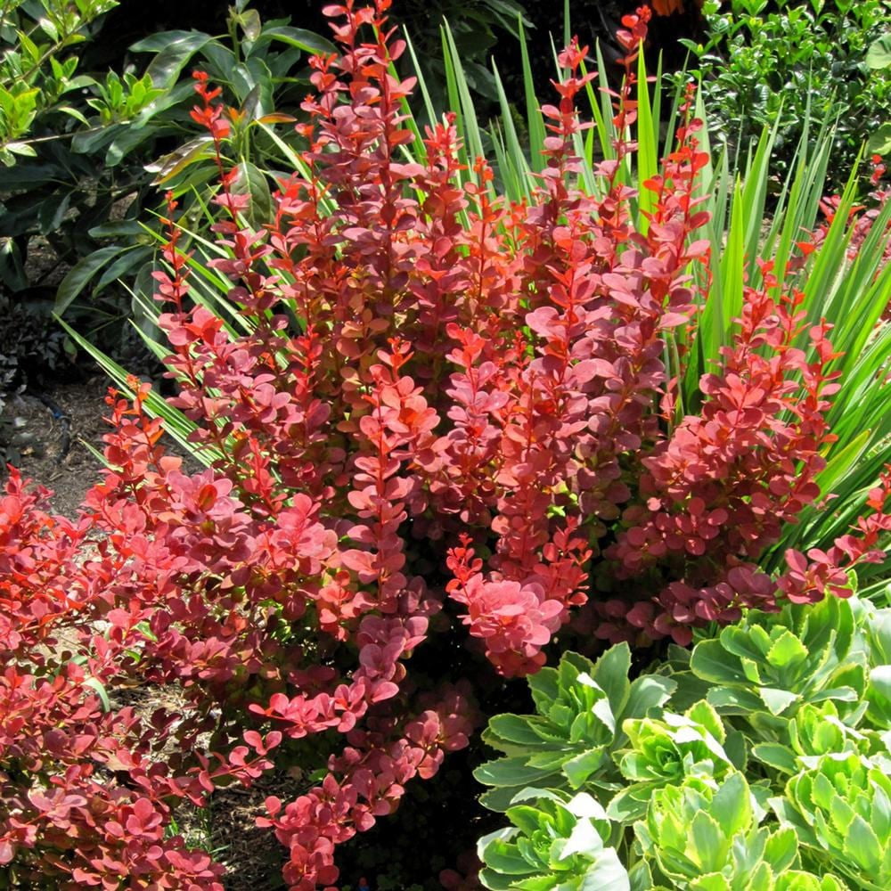 Southern Living Orange Rocket Barberry Live Shrub in 2.5-Quart Grower Pot