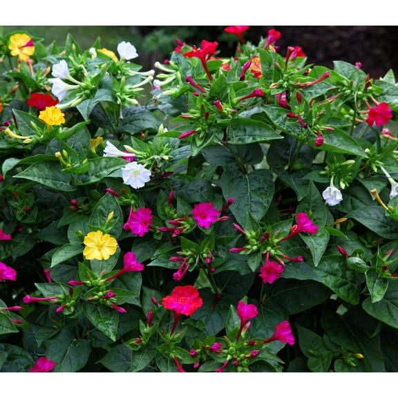 Seedville 75 Marvel of Peru Mirabilis Jalapa Flower Seeds
