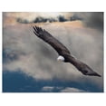 thumbnail image 1 of Great BIG Canvas | Rolled Robert Bartow Poster Print entitled An Eagle In Flight Rising Above The Storm; Pateros, Washington, United States Of, 1 of 4