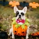 thumbnail image 3 of 4 Uds. Decoración para mascotas de Halloween, suministros para mascotas, pajarita para Halloween, Collar, pajarita para perro y gato, decoración, 3 of 5