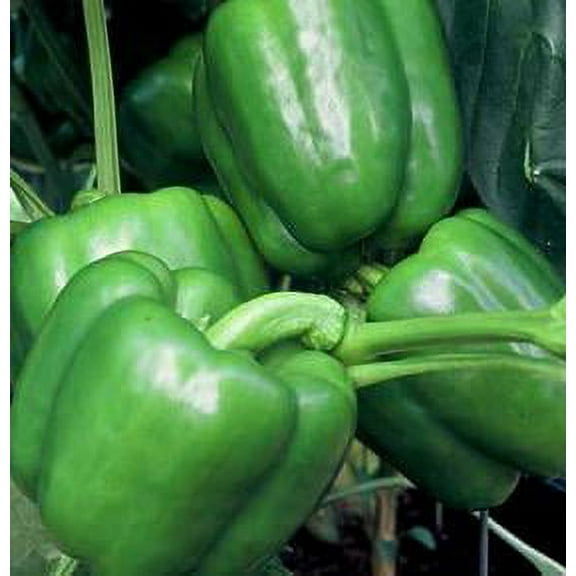 Colossal Sweet Bell Pepper - 10 Seeds - Huge Fruits