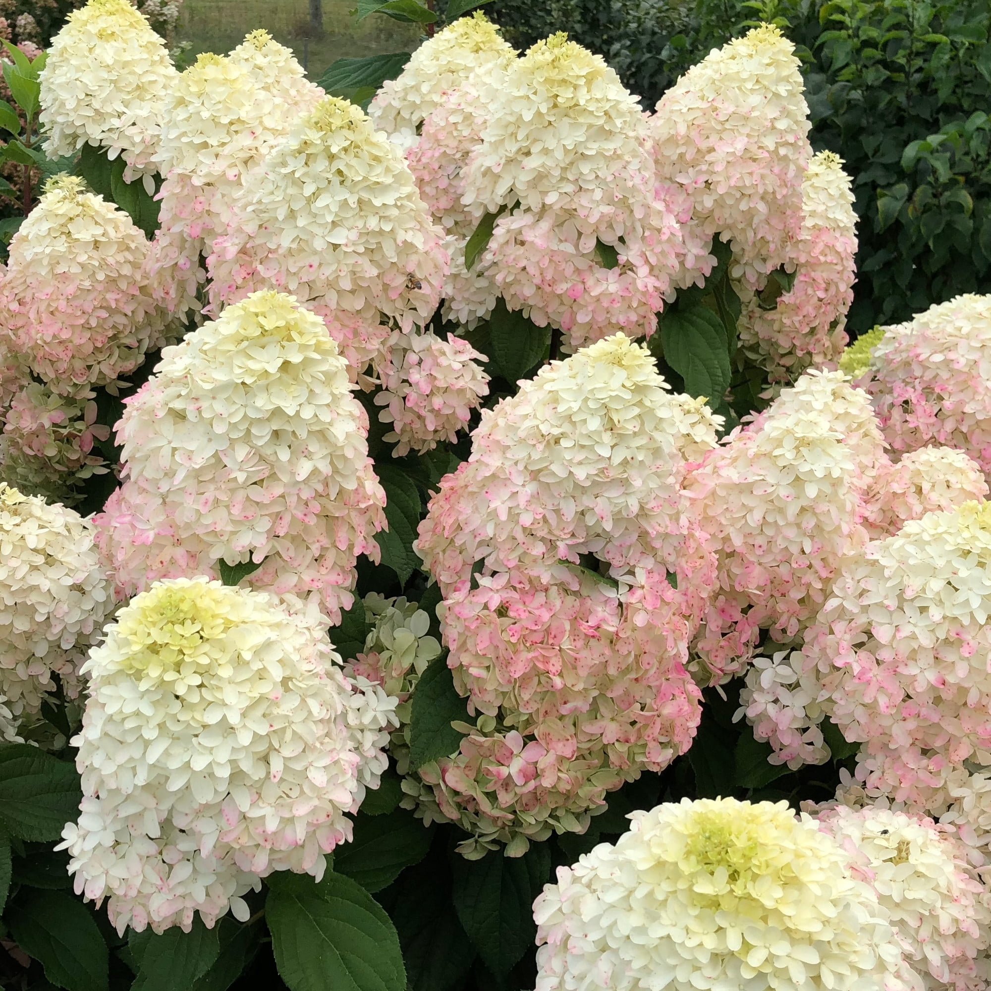 Proven Winners ColorChoice 6" Pink Quick Fire Fab Panicle Hydrangea Live Plant in 7.5" Pot