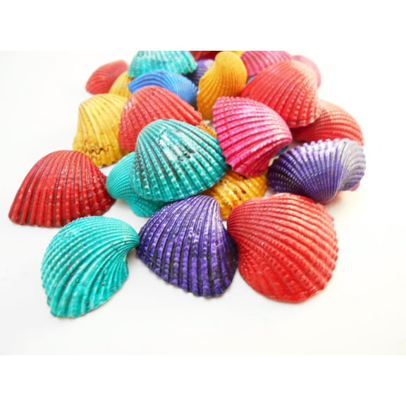 Set of 12 Large Dyed Ark Shells Seashells (1 1/2-1 3/4") Beach Hobby Crafts Decor Ocean Art Nautical Kids Crafts
