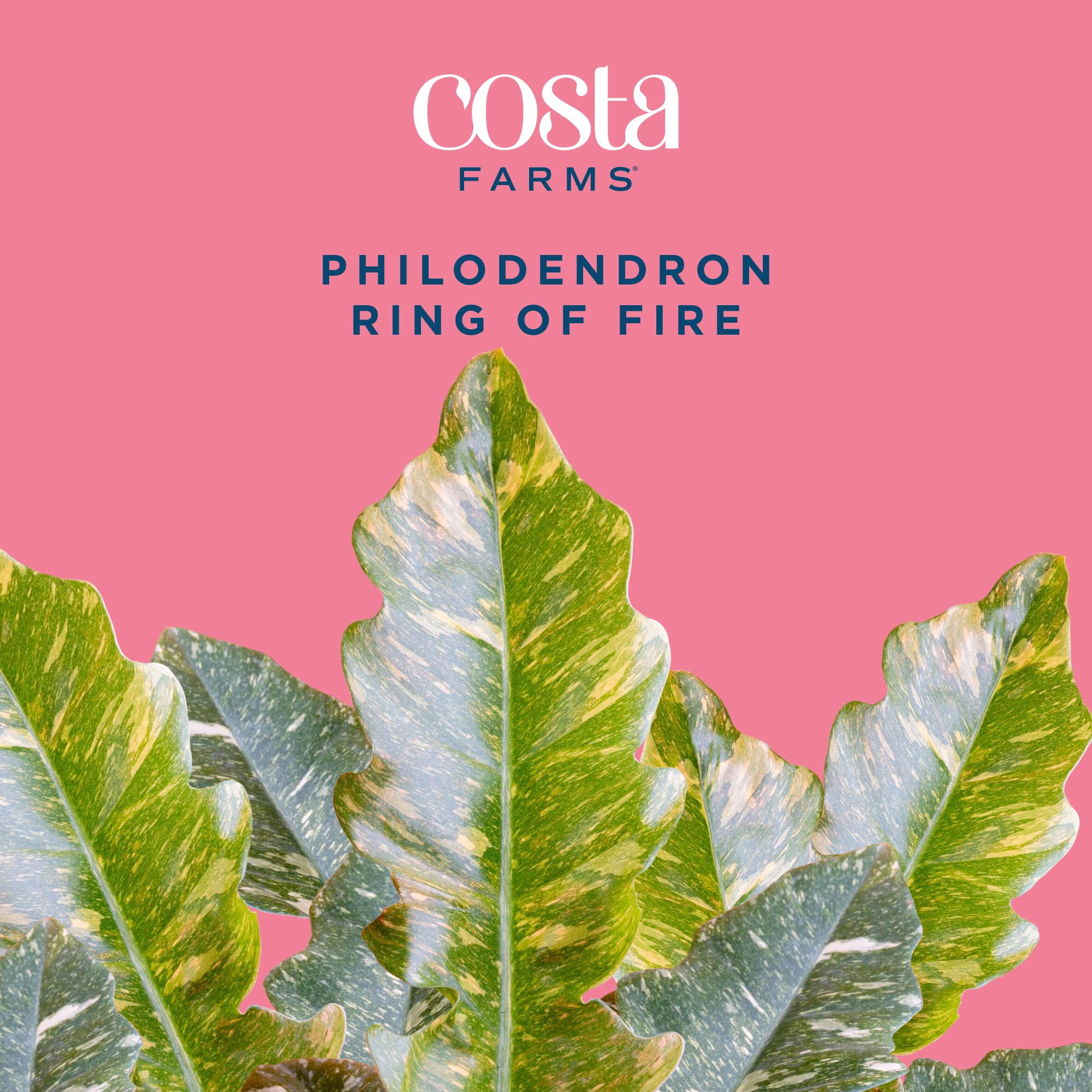Costa Farms 12" Philodendron Ring of Fire Live House Plants in 5" Self-Watering Pot